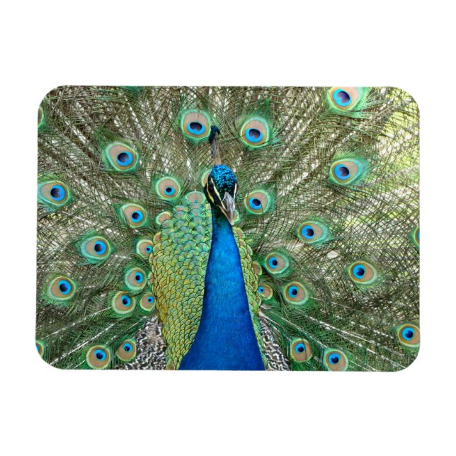 Peacock Flexible Magnet (Horizontal)