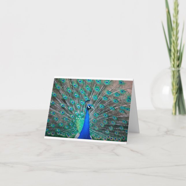 Peacock folded note card (Front)