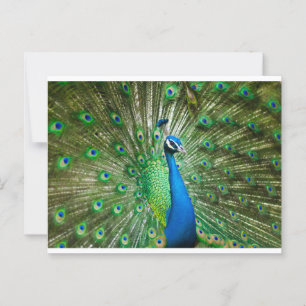 Peacock Green/Blue Postcard