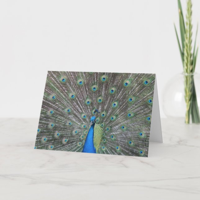 Peacock Greeting Card (Front)