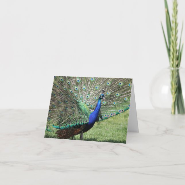 Peacock Greeting Card (Front)