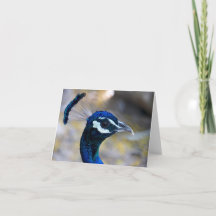 Peacock Greeting Card (Blank Inside)