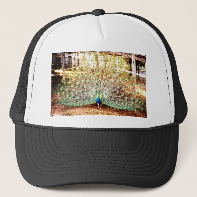 Peacock, Hat (Front)