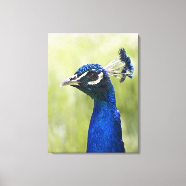 Peacock head canvas print (Front)