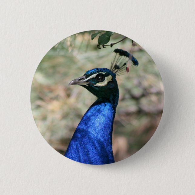 Peacock Head Closeup 6 Cm Round Badge (Front)