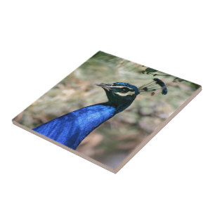 Peacock Head Closeup Tile