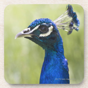 Peacock head coaster