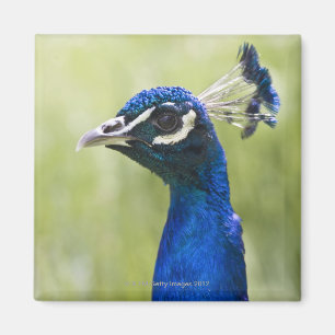 Peacock head magnet