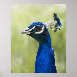 Peacock head poster