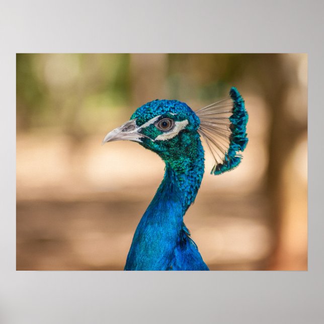 Peacock Head Poster (Front)
