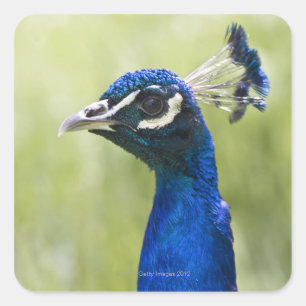Peacock head square sticker