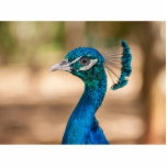 Peacock Head Standing Photo Sculpture<br><div class="desc">Beautiful photo of a cute peacock. Closeup on peacock head.</div>