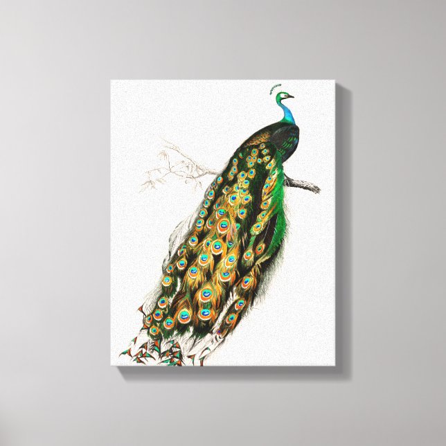 Peacock Illustration Vintage Art Print (Front)