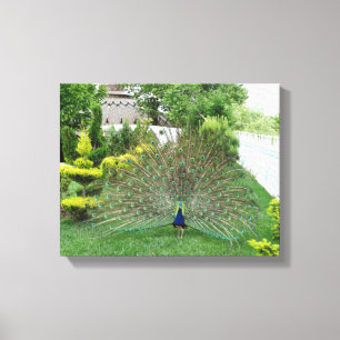 Peacock in a Garden Canvas Print