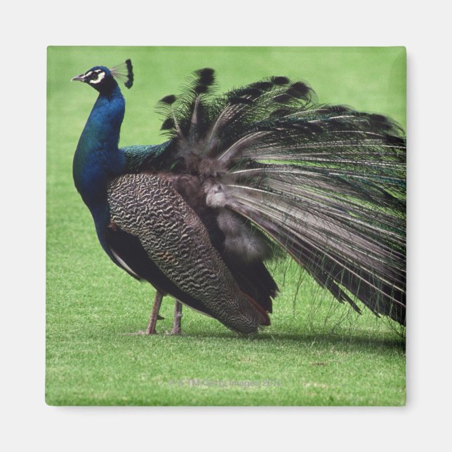 Peacock in field magnet (Front)
