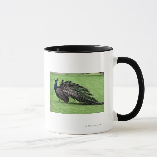 Peacock in field mug (Right)