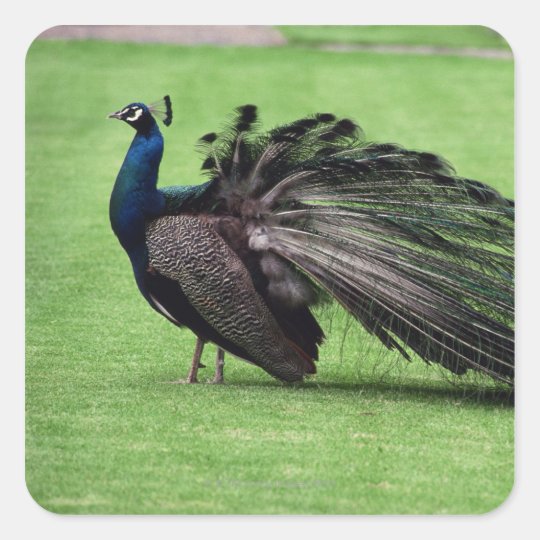 Peacock in field square sticker