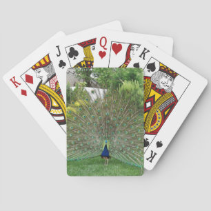Peacock In Garden Photo Playing Cards