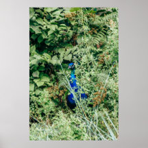 Peacock in green bushes