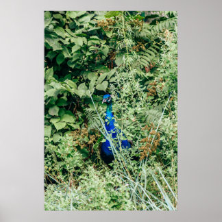 Peacock in green bushes poster