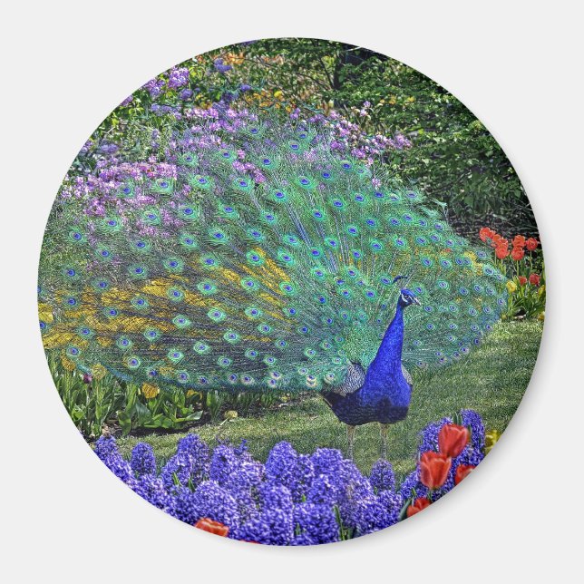 Peacock in Spring Flowers #2 Magnet (Front)