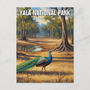 Peacock in Sri Lanka Yala National Park Travel Postcard