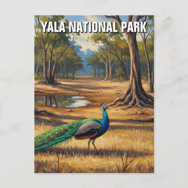Peacock in Sri Lanka Yala National Park Travel Postcard (Front)
