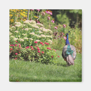 Peacock in the Garden magnet