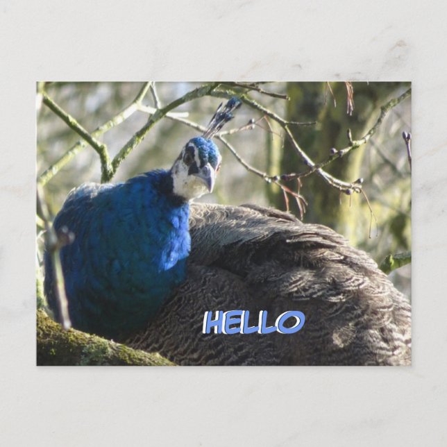 Peacock in Tree HELLO Postcard (Front)