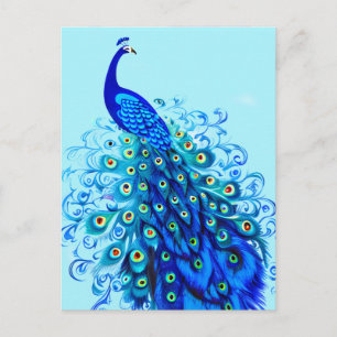Peacock in Turquoise, Cobalt Blue and Aqua Postcard