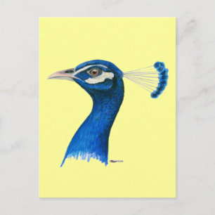 Peacock:  Indian Blue Postcard
