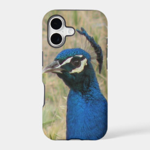 Peacock iPhone 5 Case