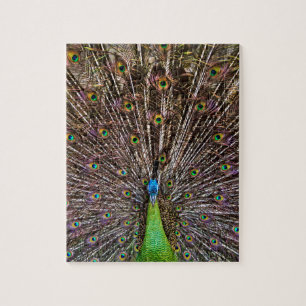 Peacock Jigsaw Puzzle
