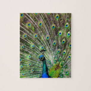 Peacock Jigsaw Puzzle