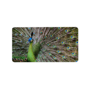Peacock Label