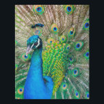 Peacock Lover Canvas,Watercolor Peacock Canvas<br><div class="desc">SOFT AND BREATHABLE – The luxurious Canvas that allows breathability and comfort, providing a peaceful sleep all night. Made of premium quality polyester, the Canvas has excellent absorption capabilities which help in regulating your temperature. VERSATILE USAGE – Whether you drape it over your couch, spread it on your bed, keep...</div>