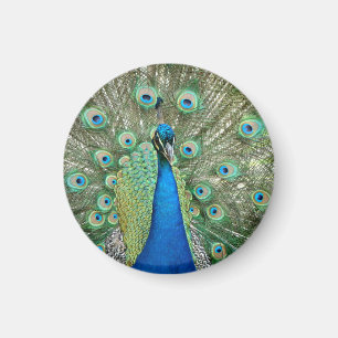 Peacock Magnet