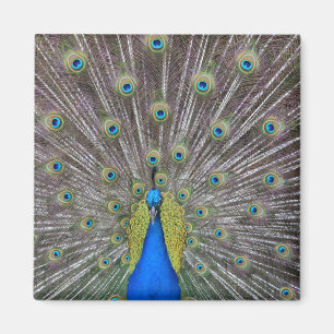 Peacock Magnet