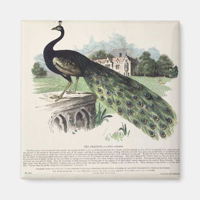 Peacock Magnet (Front)