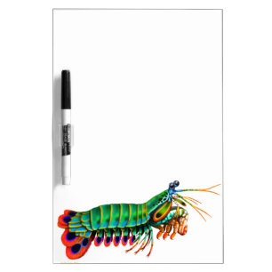 Peacock Mantis Shrimp Dry Erase Board