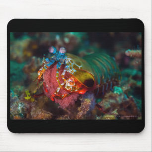 Peacock Mantis Shrimp Mouse Mat