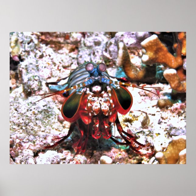 Peacock Mantis Shrimp Poster (Front)