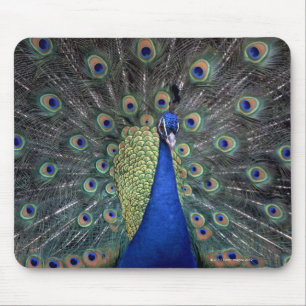 Peacock Mouse Mat