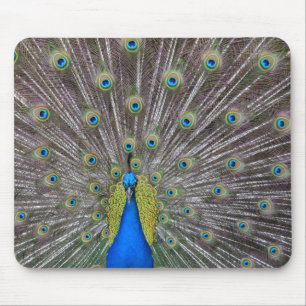 Peacock Mouse Mat
