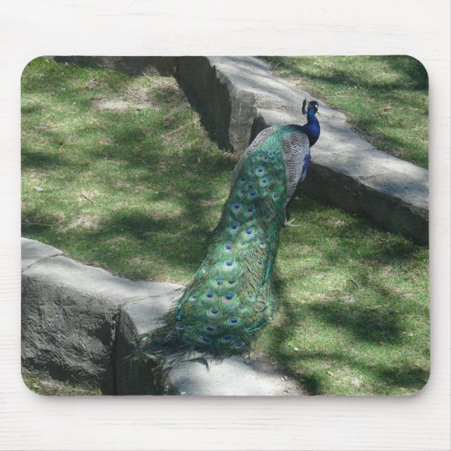 peacock mouse mat (Front)