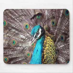 peacock mouse mat