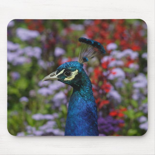 Peacock Mouse Mat (Front)