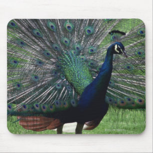 Peacock Mouse Mat