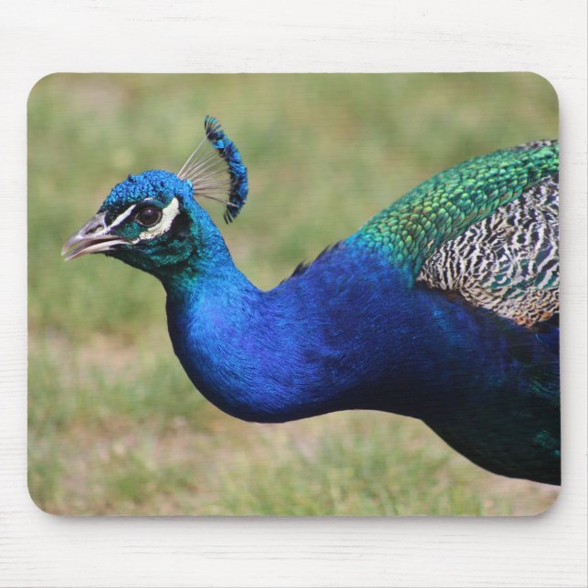 Peacock Mouse pad (Front)