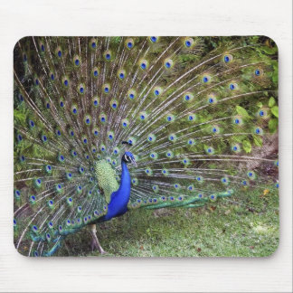 Peacock Mousepad